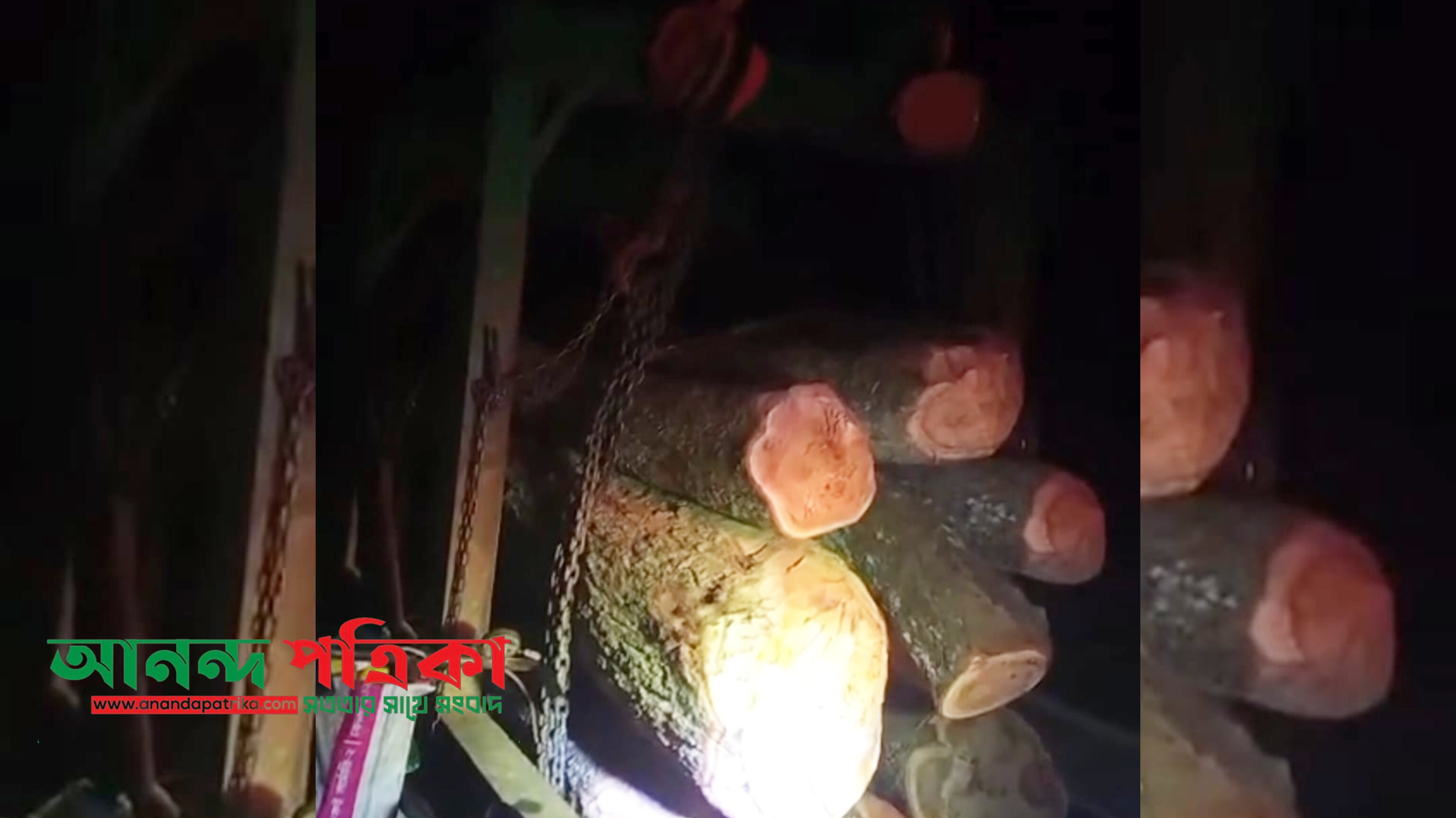 টেন্ডার ছাড়াই সরকারি ৩১ গাছ কাটার অভিযোগ, বলছেন ‘পাকা রাস্তা নির্মাণে বাধা’