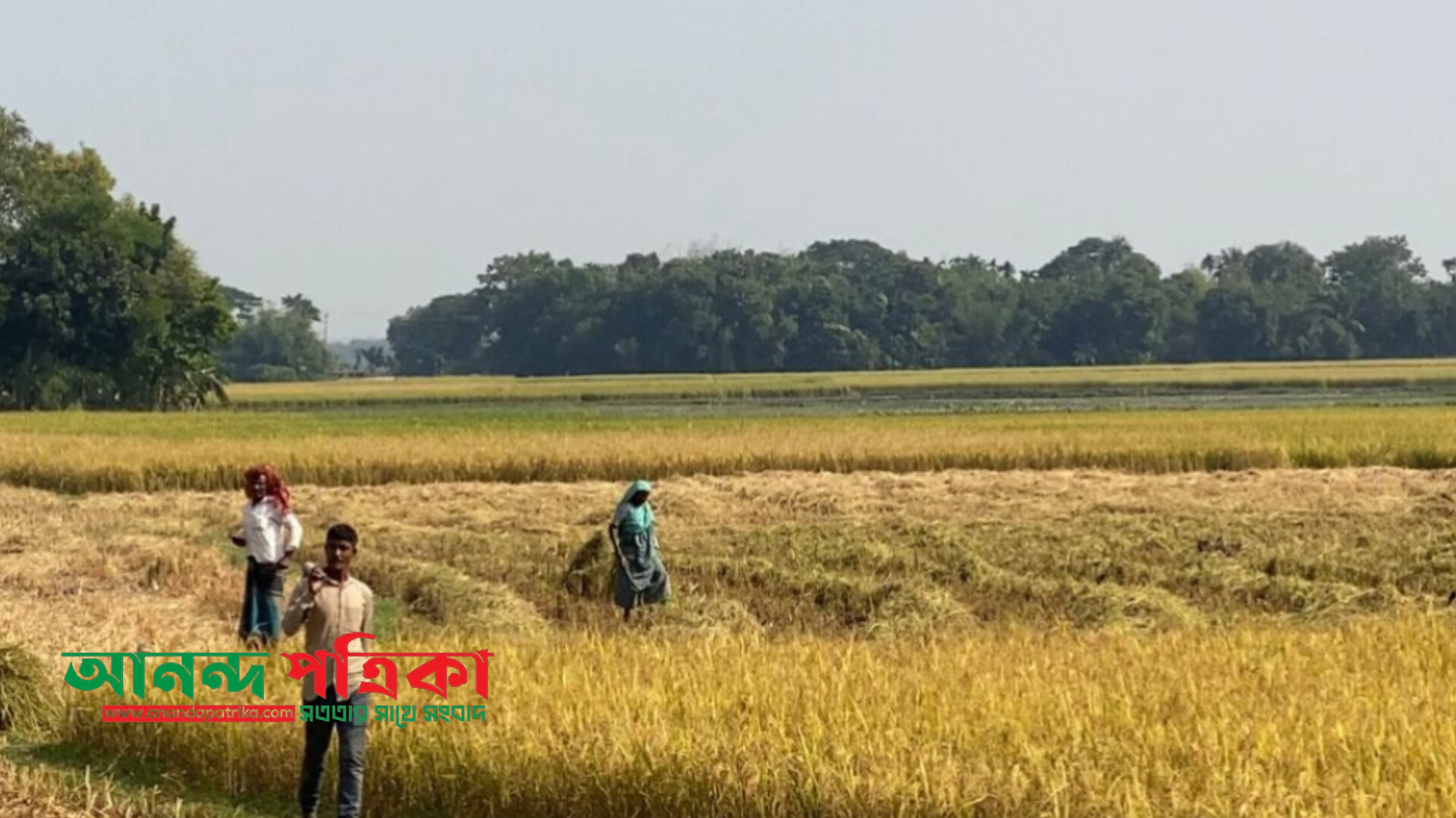 অগ্রহায়ণ এলো নবান্নের আবহে, সোনালি স্বপ্নে বিভোর কৃষক