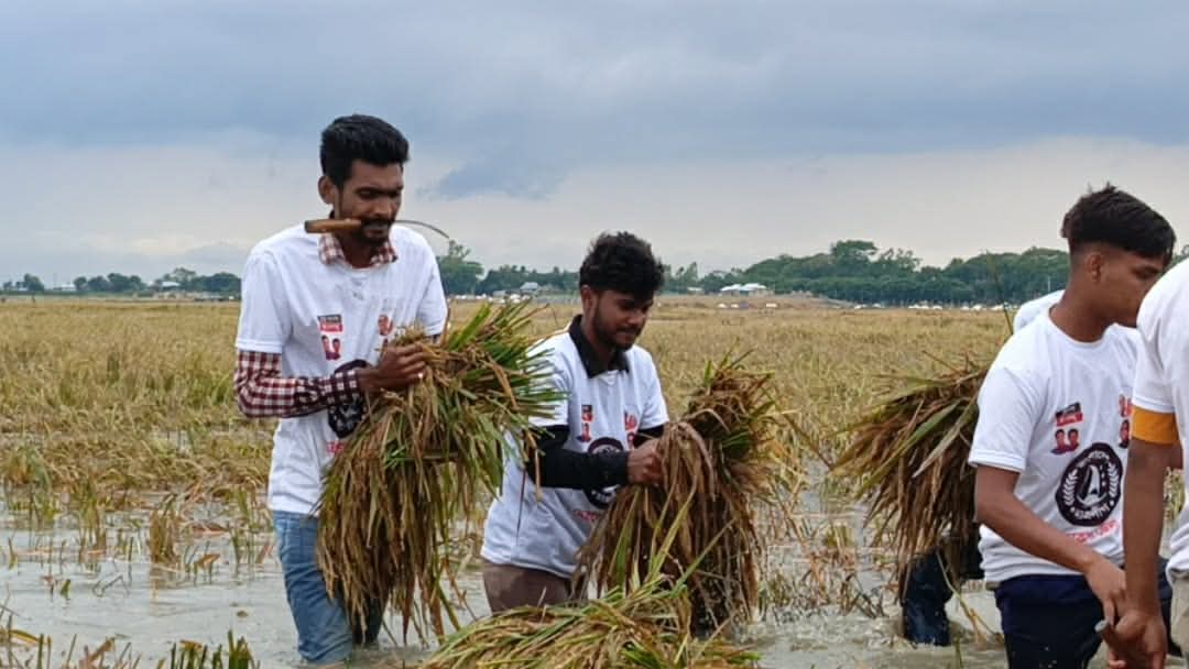 কৃষকের ধান কেটে দিলো ‘নিষিদ্ধ’ ছাত্রলীগের কর্মীরা